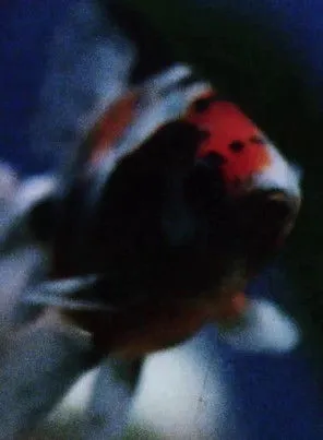 R. Bruce Elder interpreta a  en A Man Whose Life Was Full of Woe Has Been Surprised by Joy