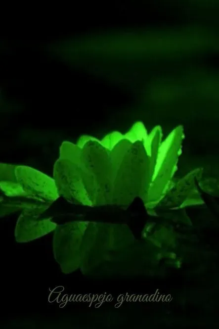 Teófilo Martínez interpreta a Narrador (voz) en Aguaespejo granadino