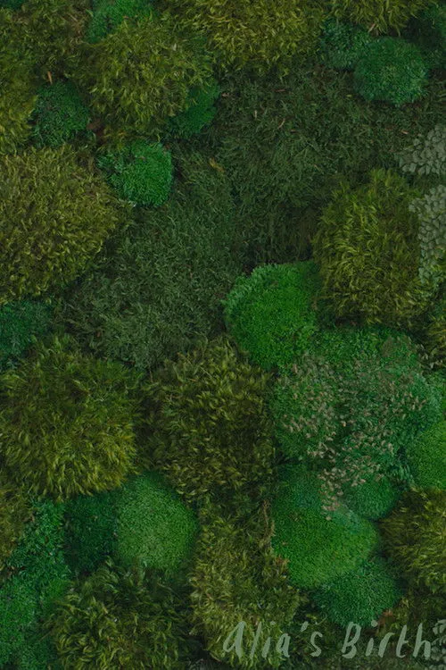 Póster de Alia's Birth