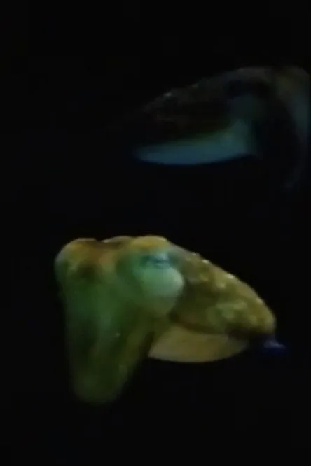 Póster de la película Aliens From Inner Space