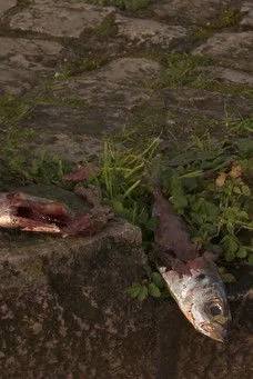 Ricardo Santos interpreta a João en Aqui Há Gato