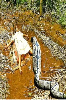 Póster de Black Forest 2