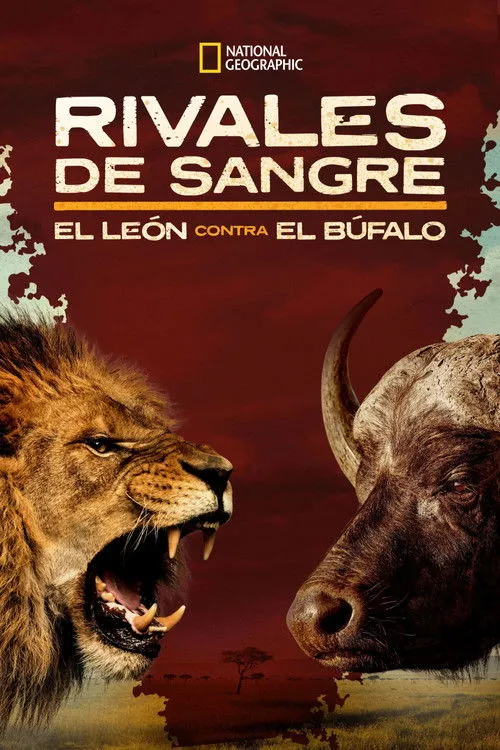 Póster de la película Blood Rivals: Lion vs Buffalo