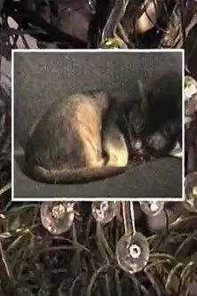 Póster de la película Calorie Cottage