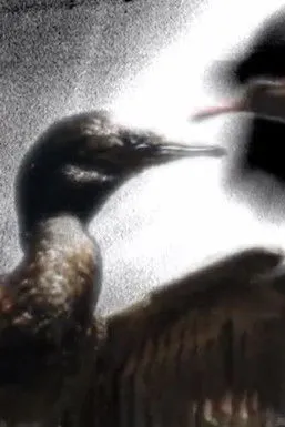 Isabel Nuñez interpreta a en Che Uñüm (Gente Pájaro)