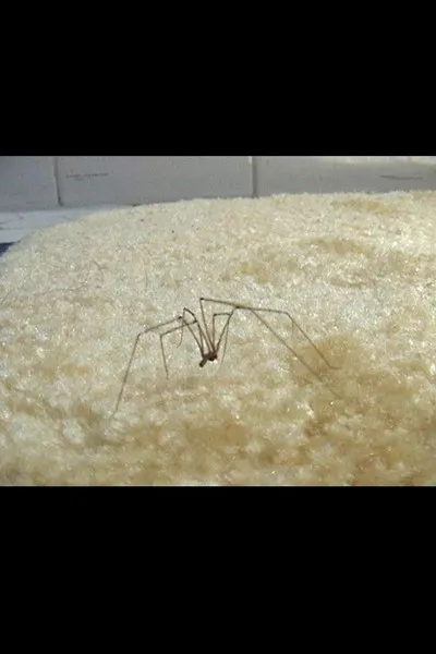 Mimi Gross interpreta a Self en Coven of the Heathenites