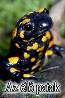 Sebastian Winkler interpreta a Narrator (German) en Der Bach