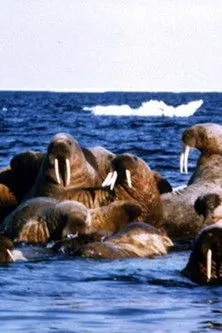 Vlasta Vrana interpreta a Narrator en Edge of Ice