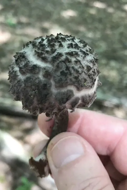 Bradley Eros interpreta a Self en EROS BDAY MUSH.mov