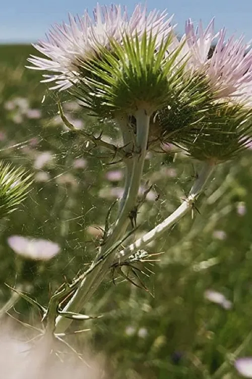 Claudio Gioè interpreta a Self en Fiori, fiori, fiori