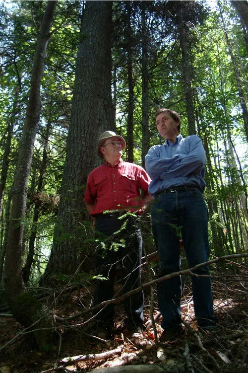 Póster de Forbidden Forest