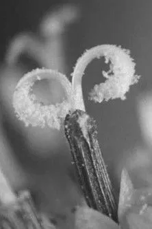 E. V. H. Emmett interpreta a Narrator en Fresh As a Daisy