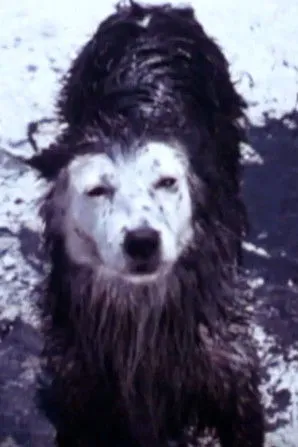 Eric Foster interpreta a boy en Harry the Dirty Dog