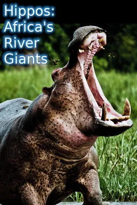 Póster de la película Hipopótamos: los gigantes de los ríos