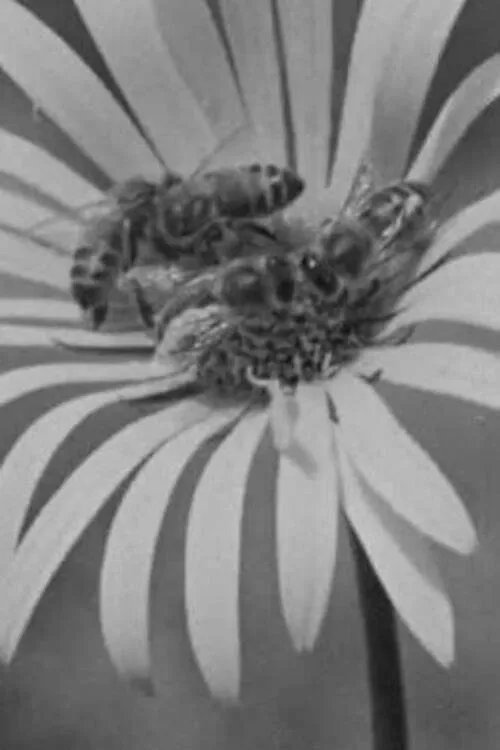 Frank Phillips interpreta a Narrator en Honey Country