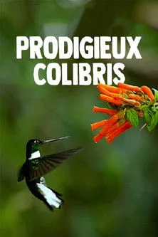 Póster de la película Hummingbirds: Magic in the Air