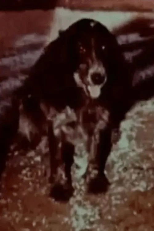 Goven Cheishvili interpreta a Kochia en კუჩხი ბედინერი