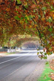 Póster de La mamá de mi abuela le contó a mi abuela
