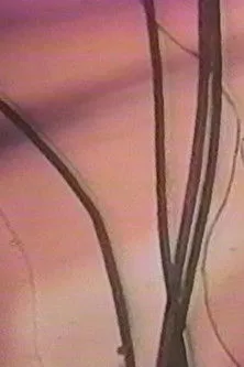 Yuri Obitani interpreta a Himself en La sombra de Mohatsu