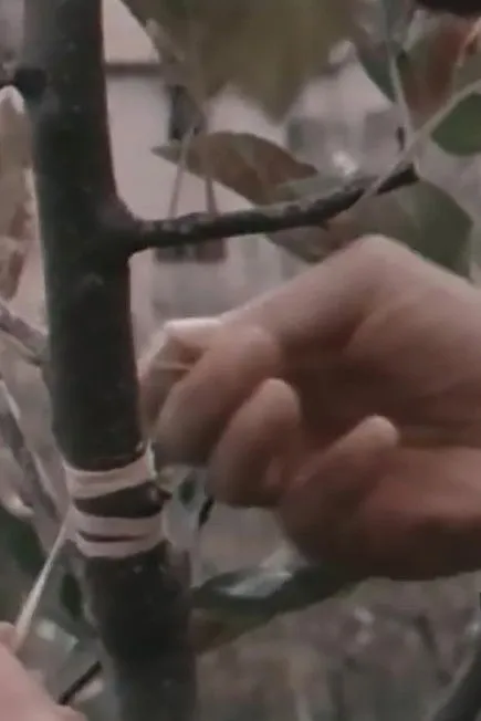 Filippo De Gara interpreta a Il Conte en Le affinità elettive