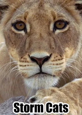 Portada de Los felinos de la tormenta