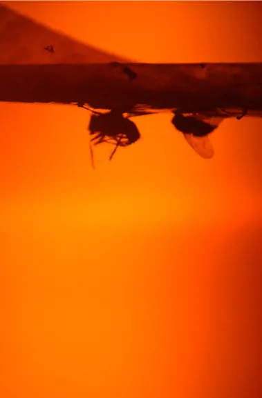 Póster de la película Luau