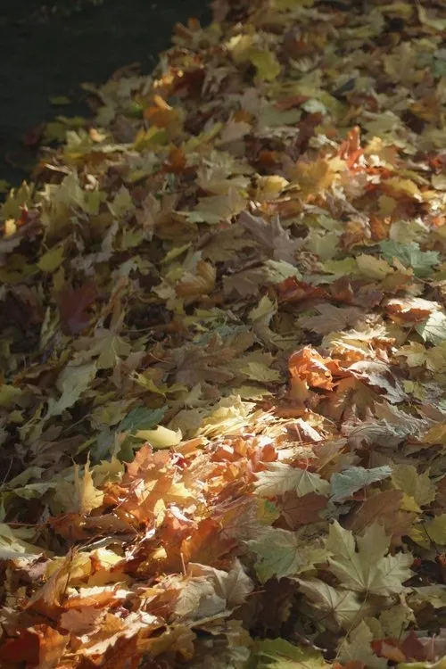 Alma Odette Blais interpreta a Herself en My Heart Is Walking Around Outside of My Body