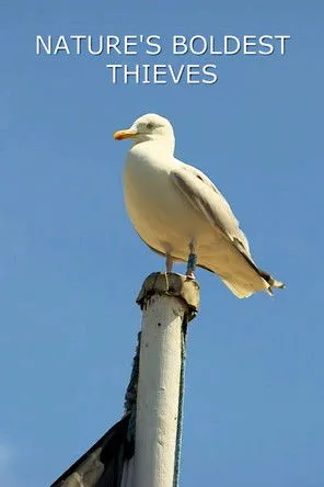 Lucy Cooke interpreta a Self - Presenter en Nature's Boldest Thieves