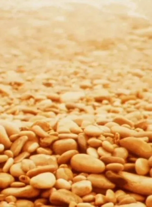 P. Adams Sitney interpreta a Self en Notes for Jerome