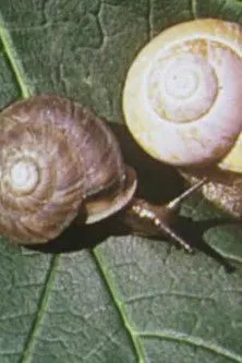 Peter Coke interpreta a en On Closer Inspection