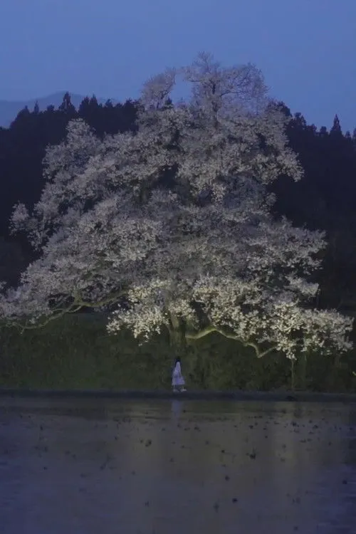 Saki Ohwada interpreta a en Cherry Blossom on My Palm