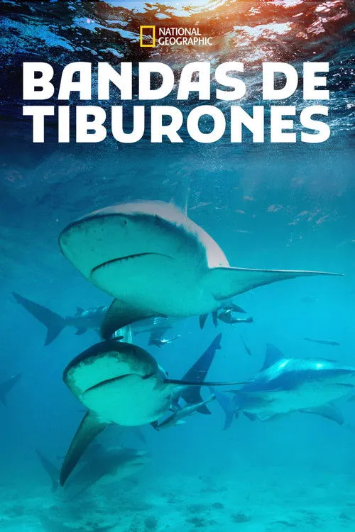 Dave Hoffman interpreta a Narrator en Shark Gangs