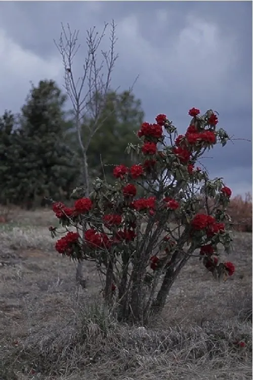 Marko Grba Singh interpreta a The Foreigner en Stars of Gaomeigu