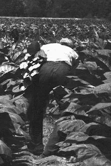 Stanley Jackson interpreta a Commentary en The Back-breaking Leaf