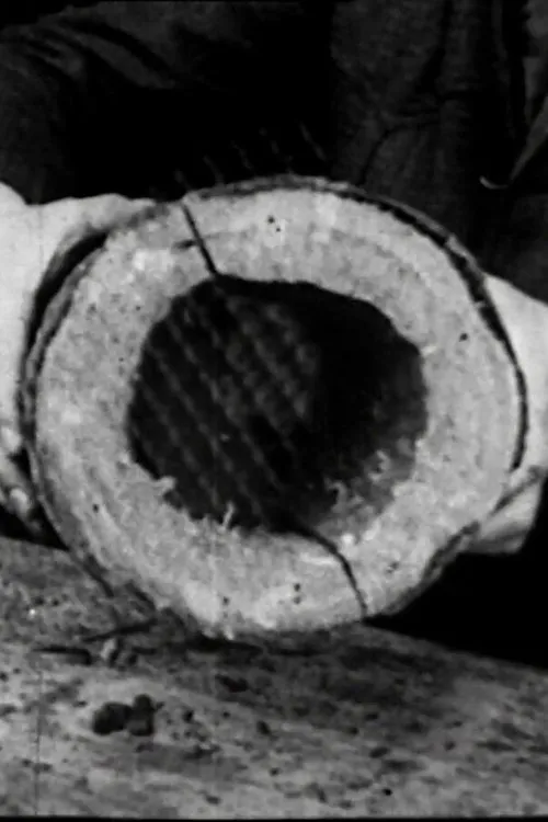 Portada de The Bird and Us