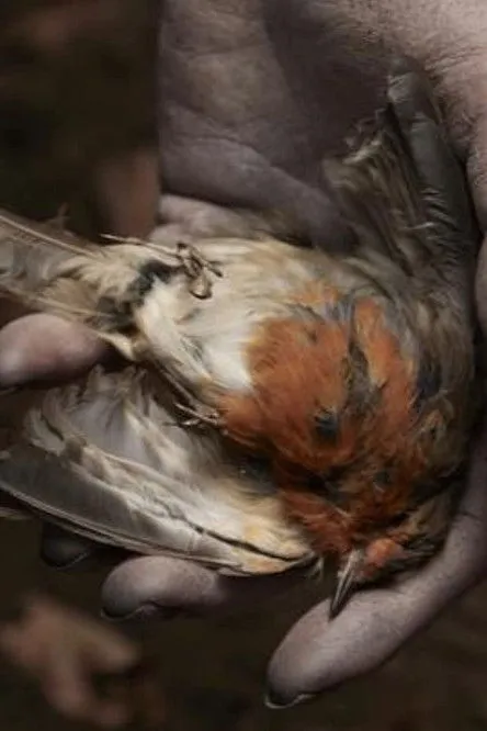 Póster de The Deathless Woman