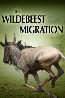 Póster de la película The Wildebeest Migration: Nature's Greatest Journey