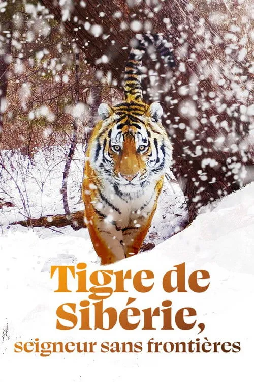 Portada de Tigre de Sibérie, seigneur sans frontières