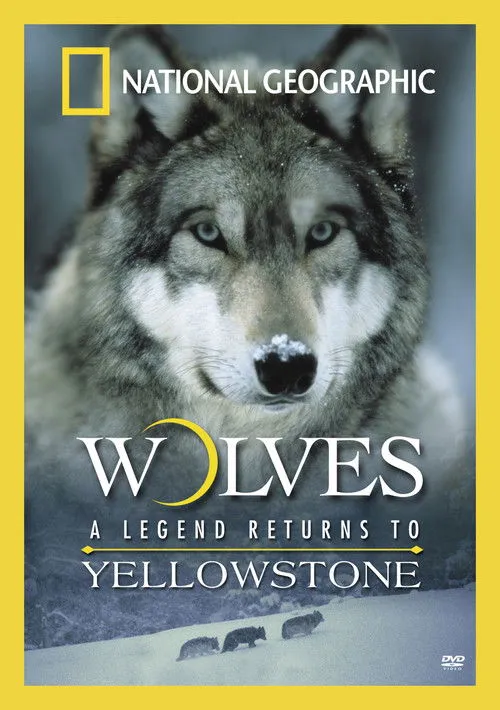 Póster de Wolves: A Legend Returns to Yellowstone