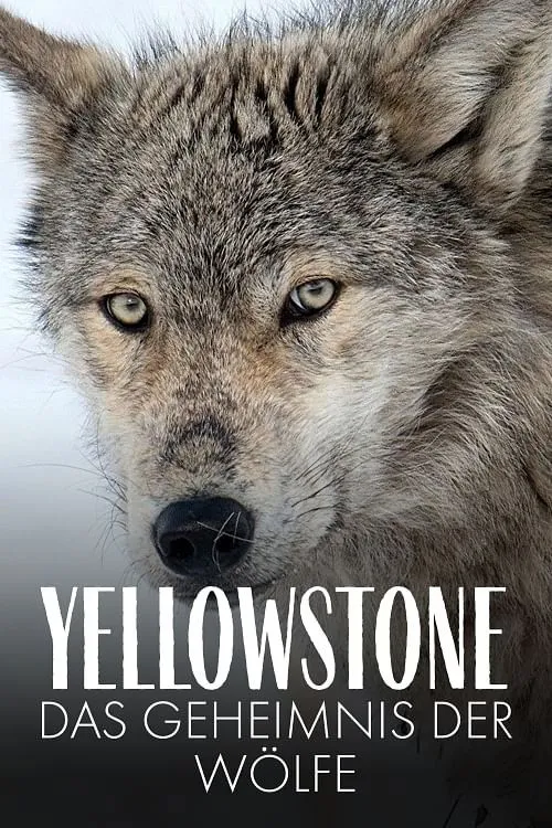 Póster de la película Yellowstone - Das Geheimnis der Wölfe