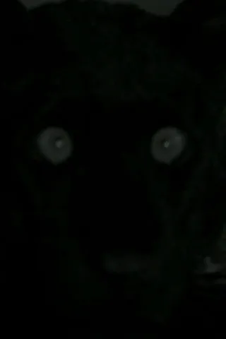 Póster de la película You I Tourneur