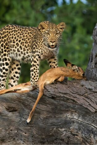 Carátula de Predador vs. presa: Guepardos