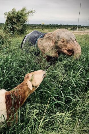 Carátula de Rescate de animales bebé
