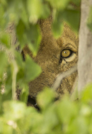 Savage Kingdom: El alzamiento de los exiliados en la programación de Nat Geo Wild HD (Documentales)