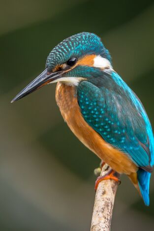 Carátula de Selva viva 