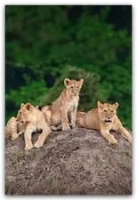 Portada de Little Big Cat