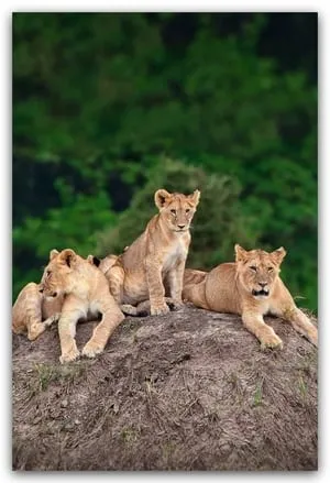 Carátula de Little Big Cat