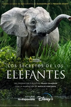 Carátula de Los secretos de los elefantes