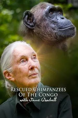 Carátula de Rescued Chimpanzees of the Congo with Jane Goodall
