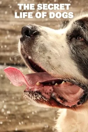 Carátula de The Secret Life of Dogs